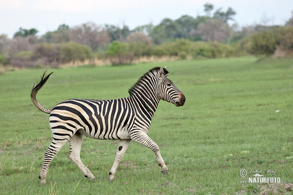 Zebra Burchellova (Equus quagga burchellii)