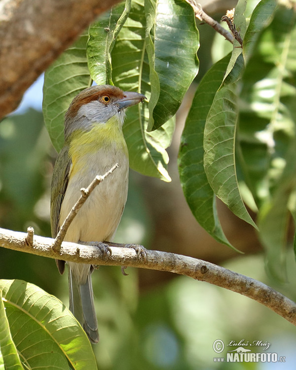 Zeleňáček rezavobrvý (Cyclarhis gujanensis)