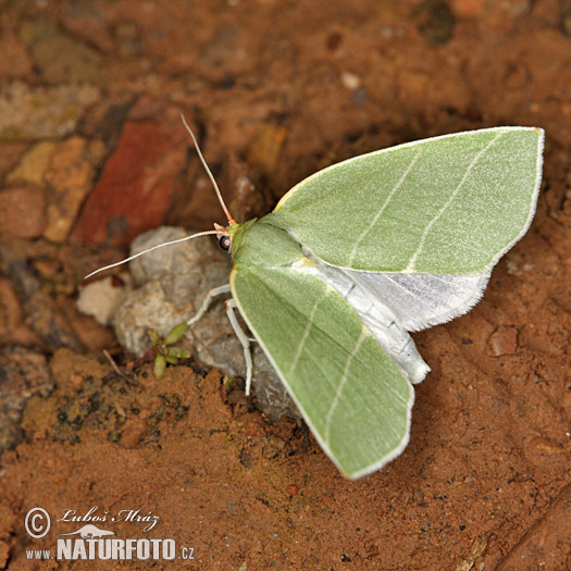 Zelenka dubová (Bena bicolorana)