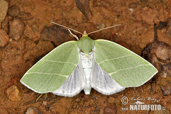 Zelenka dubová (Bena bicolorana)