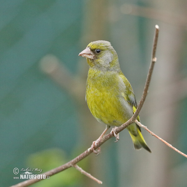 Zelienka obyčajná (Carduelis chloris)