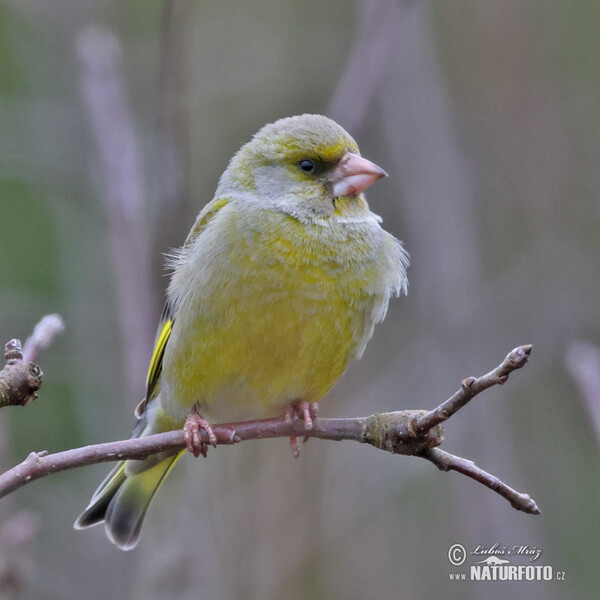 Zelienka obyčajná (Carduelis chloris)