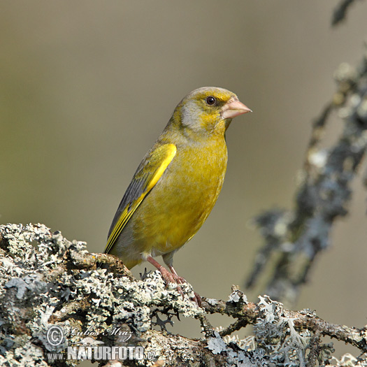 Zelienka obyčajná (Carduelis chloris)