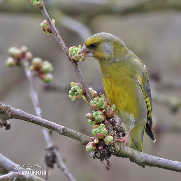 Zelienka obyčajná (Carduelis chloris)