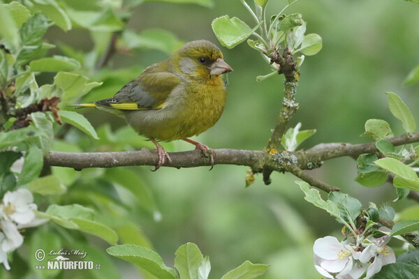 Zelienka obyčajná (Carduelis chloris)