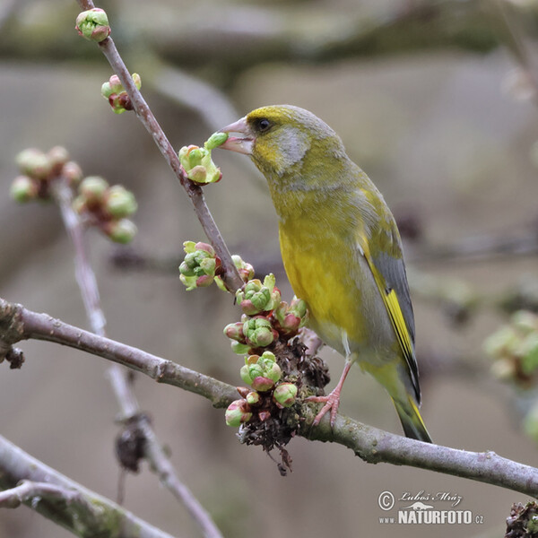 Zelienka obyčajná (Carduelis chloris)