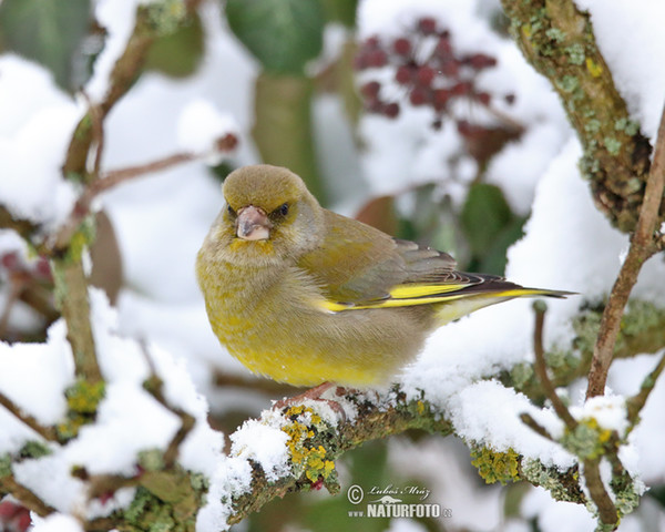 Zelienka obyčajná (Carduelis chloris)