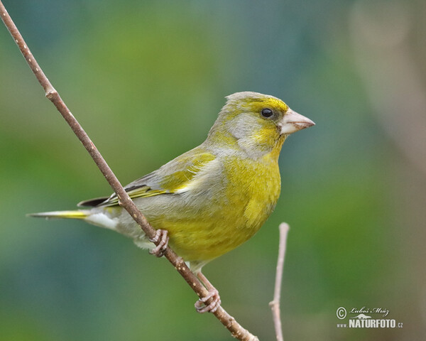 Zelienka obyčajná (Carduelis chloris)