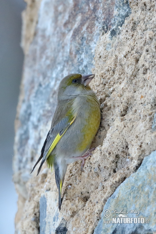 Zelienka obyčajná (Carduelis chloris)