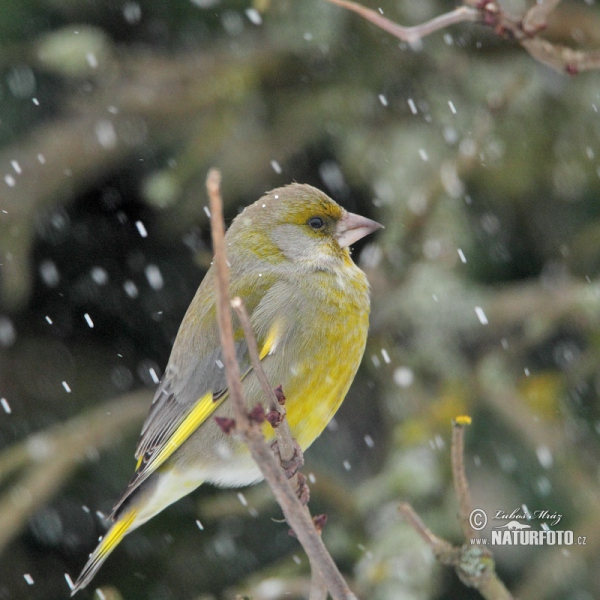 Zelienka obyčajná (Carduelis chloris)