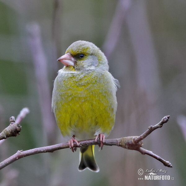 Zelienka obyčajná (Carduelis chloris)