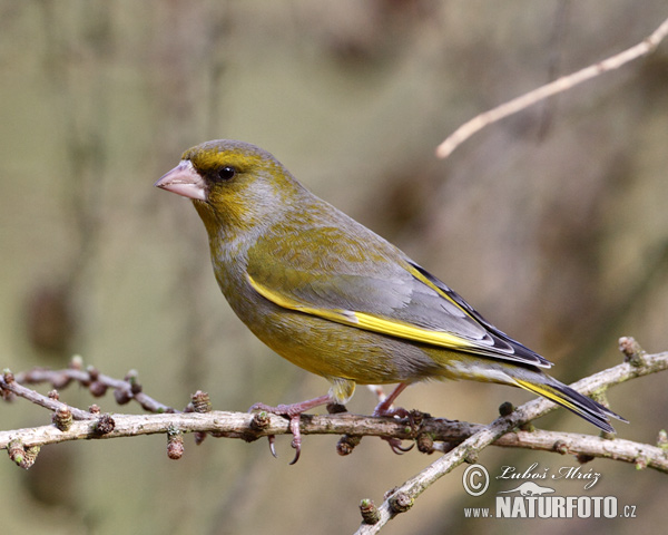 Zelienka obyčajná (Carduelis chloris)