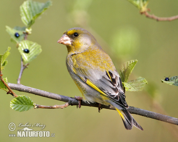 Zelienka obyčajná (Carduelis chloris)