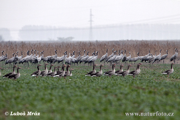 Žeriav popolavý (Grus grus)