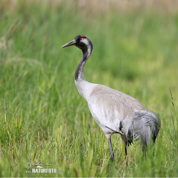 Žeriav popolavý (Grus grus)