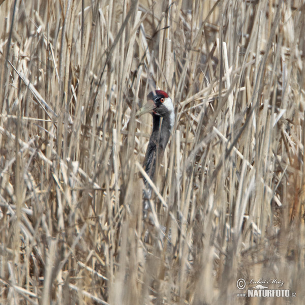 Žeriav popolavý (Grus grus)