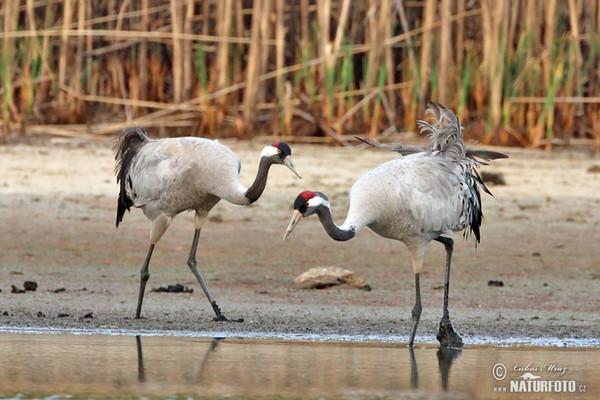 Žeriav popolavý (Grus grus)