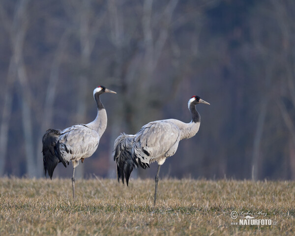 Žeriav popolavý (Grus grus)