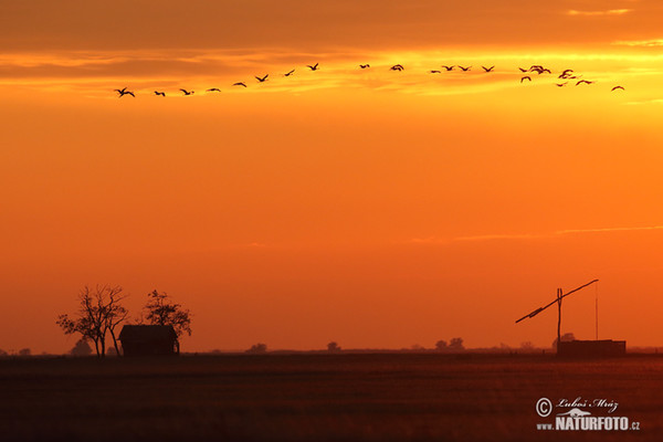 Žeriav popolavý (Grus grus)