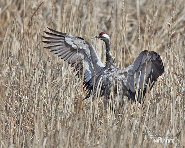 Žeriav popolavý (Grus grus)