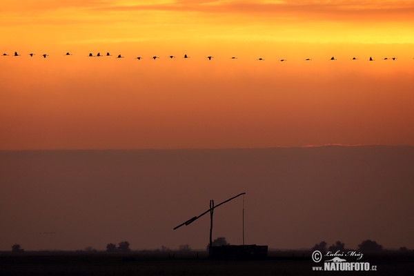 Žeriav popolavý (Grus grus)