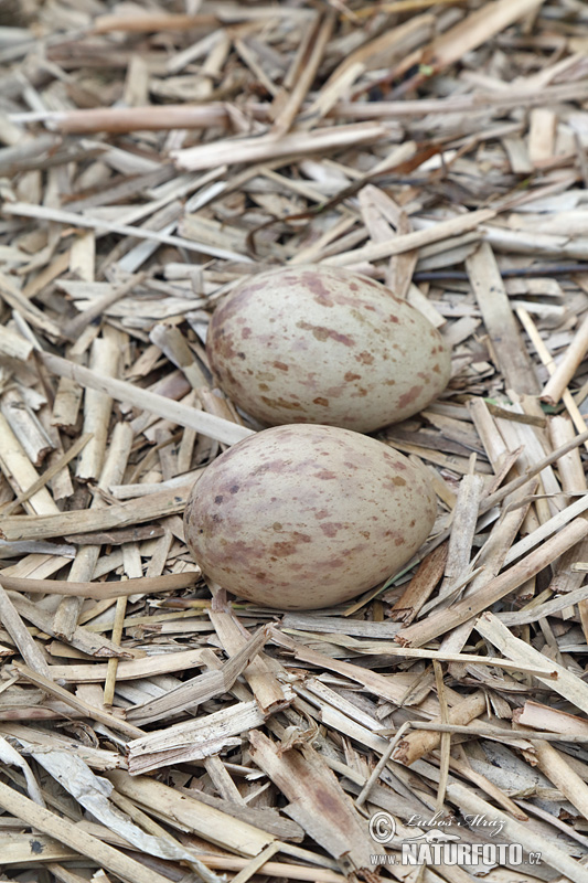 Žeriav popolavý (Grus grus)