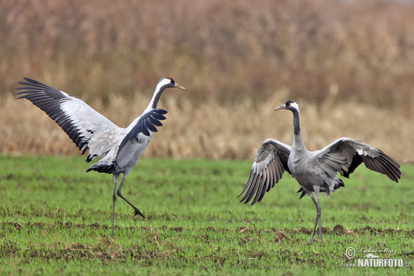 Žeriav popolavý (Grus grus)