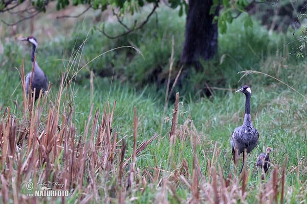 Žeriav popolavý (Grus grus)