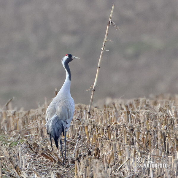 Žeriav popolavý (Grus grus)