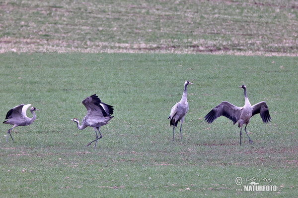 Žeriav popolavý (Grus grus)