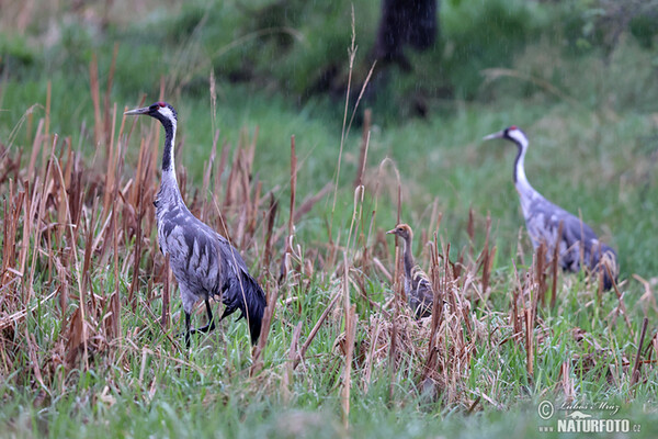 Žeriav popolavý (Grus grus)