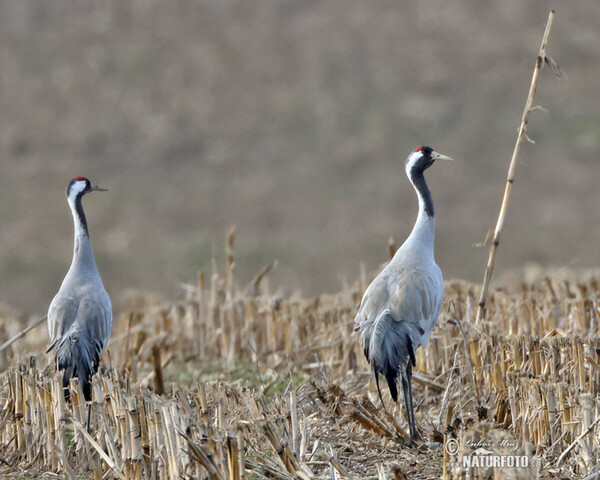 Žeriav popolavý (Grus grus)