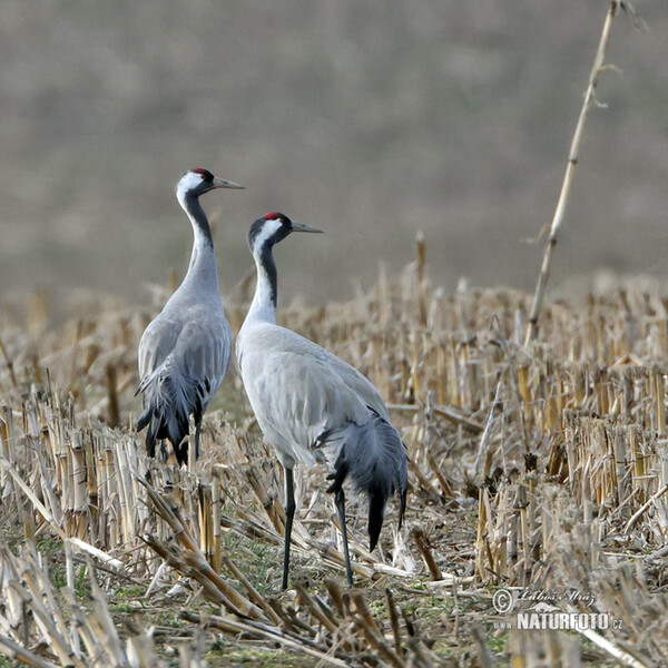 Žeriav popolavý (Grus grus)