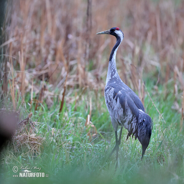 Žeriav popolavý (Grus grus)