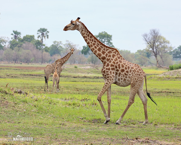 Žirafa kapská (Giraffa camelopardalis giraffa)