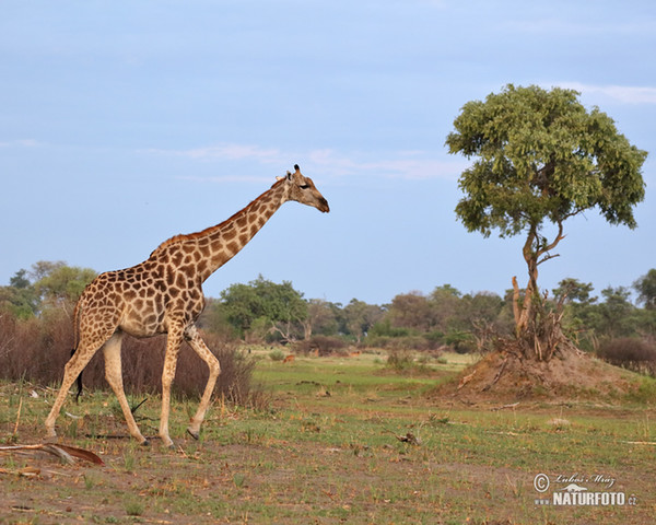 Žirafa kapská (Giraffa camelopardalis giraffa)