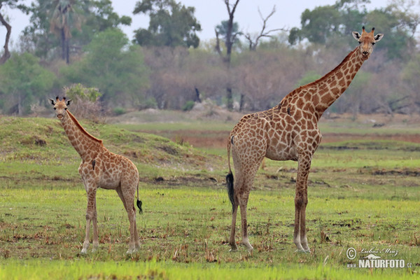 Žirafa kapská (Giraffa camelopardalis giraffa)