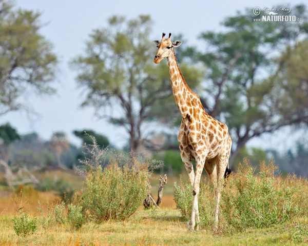 Žirafa kapská (Giraffa camelopardalis giraffa)