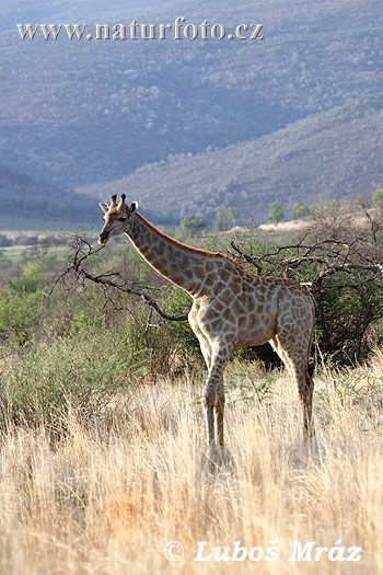 Žirafa štíhla (Giraffa camelopardalis giraffa)