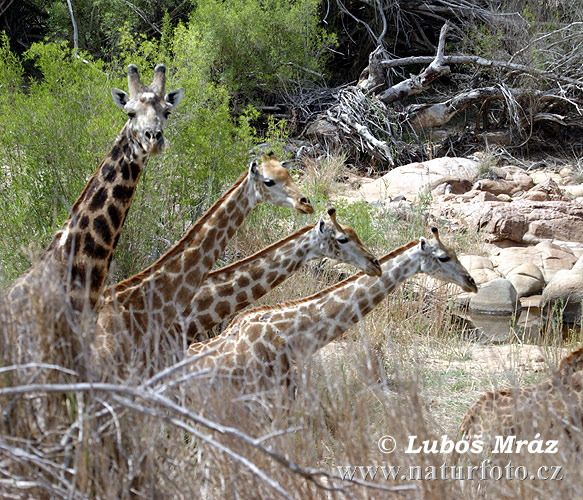 Žirafa štíhla (Giraffa camelopardalis giraffa)