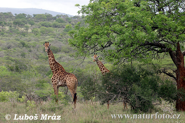 Žirafa štíhla (Giraffa camelopardalis giraffa)