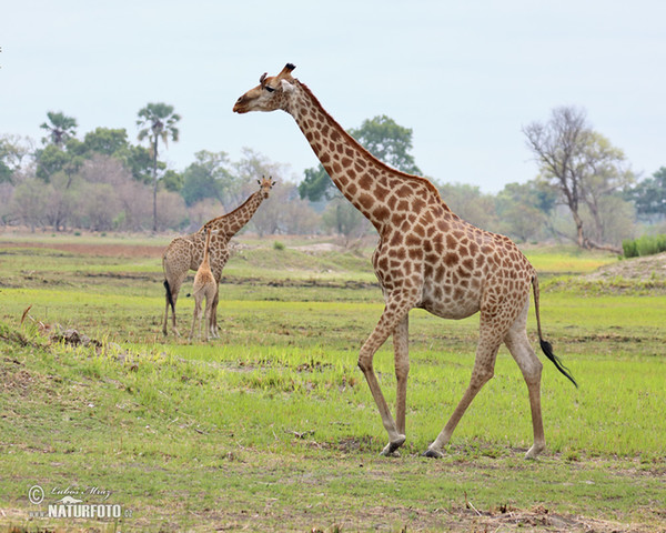 Žirafa štíhla (Giraffa camelopardalis giraffa)