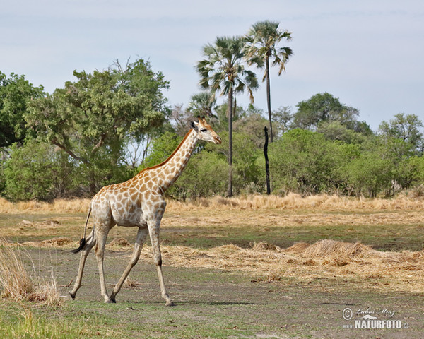 Žirafa štíhla (Giraffa camelopardalis giraffa)