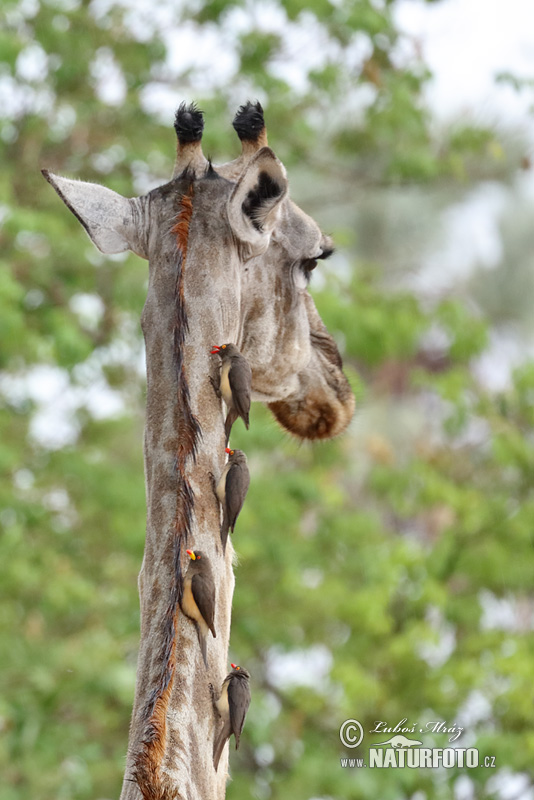 Žirafa štíhla (Giraffa camelopardalis giraffa)