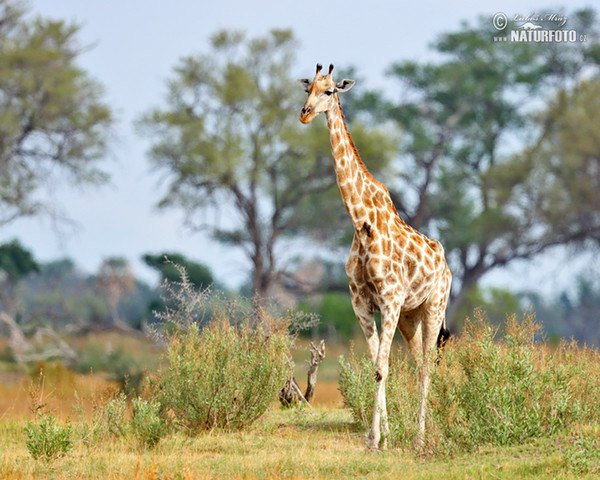 Žirafa štíhla (Giraffa camelopardalis giraffa)