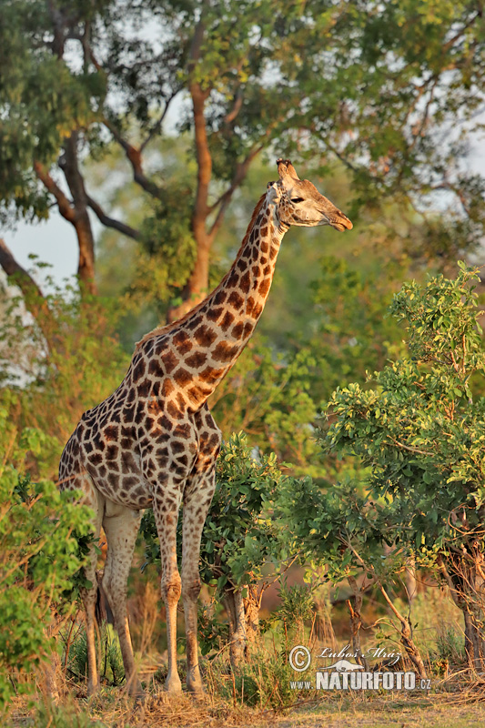 Žirafa štíhla (Giraffa camelopardalis giraffa)