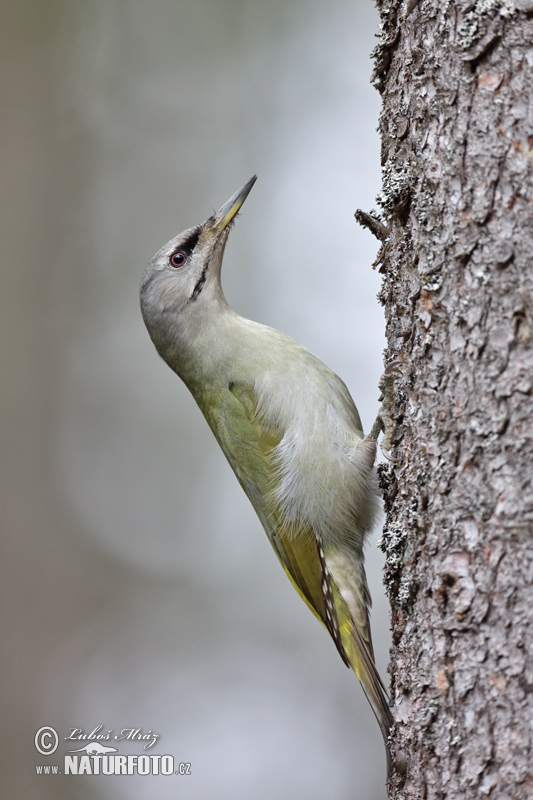 Žlna sivá (Picus canus)