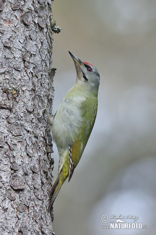 Žlna sivá (Picus canus)