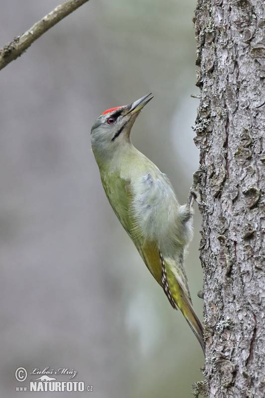 Žlna sivá (Picus canus)