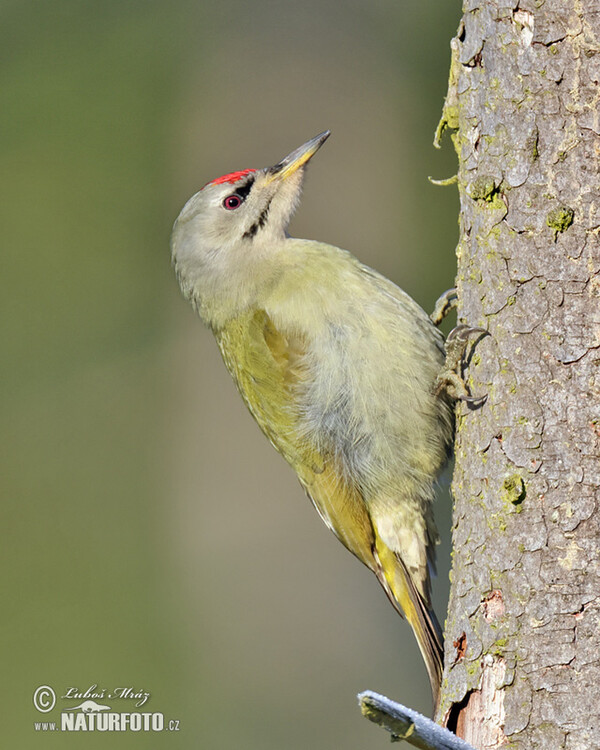 Žlna sivá (Picus canus)